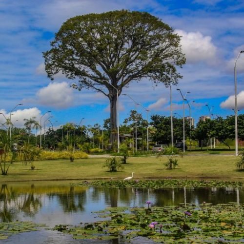 O projeto Flora do Utinga, parceria entre o Instituto de Desenvolvimento Florestal e da Biodiversidade do Estado do Pará (Ideflor-Bio) e o Museu Paraense Emílio Goeldi (MPEG), identifica árvores no Parque Estadual que podem atingir até 40 metros de altura e 100 centímetros de diâmetro, o que é considerado um porte gigantesco.